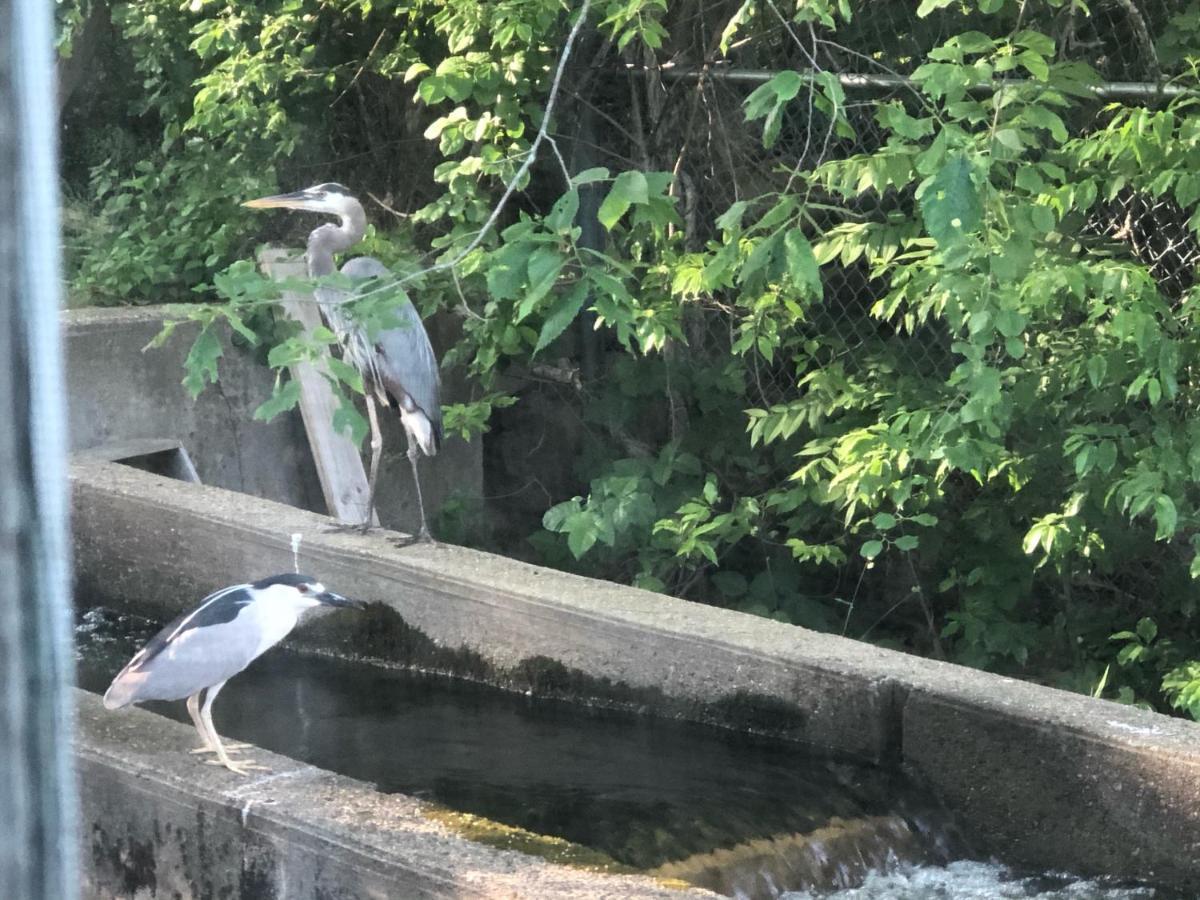 Herring Run Борн Экстерьер фото