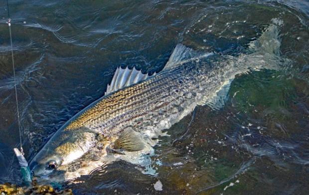 Herring Run Борн Экстерьер фото